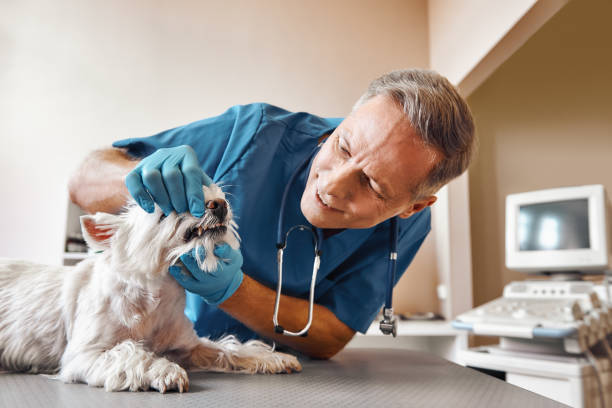 Best After-Hours Dental Trauma Care in Johnsonville, SC